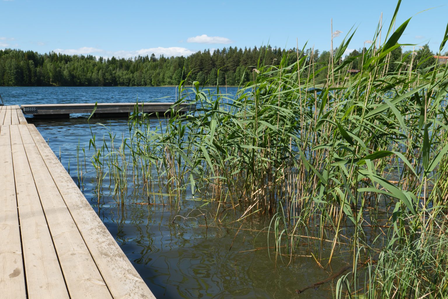 En badebrygge på en innsjø i pent sommervær.